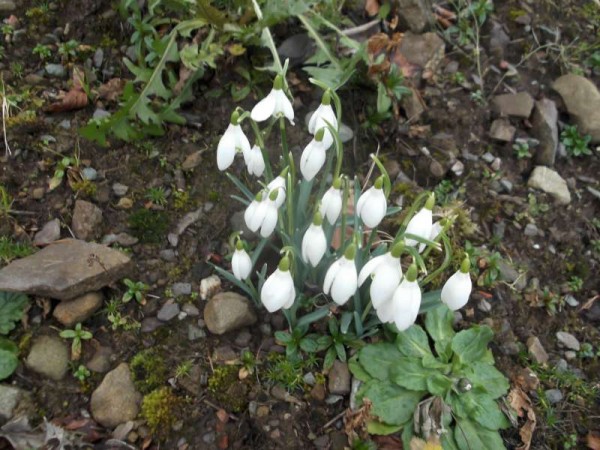 Snowdrops appearing at Mount Leader, Millstreet today.   Uplifting sign of Spring 2013.  (S.R.)