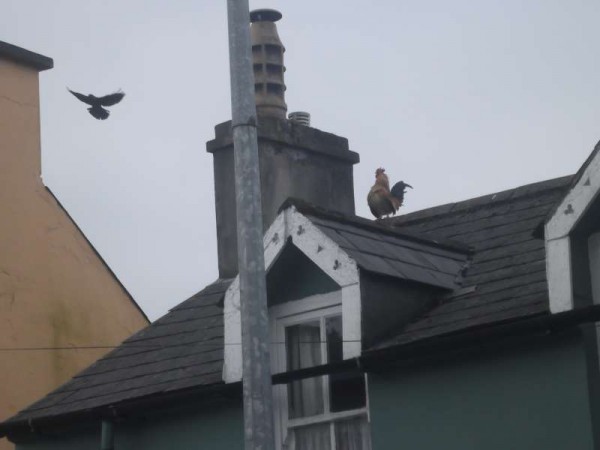 This wonderfully energetic cock decided to take a panoramic view of Millstreet March Fair this morning from the roof of the Barrett Family Home at The Square.   Identical twin visitors, Michael and John, were among the many who enjoyed the annual event which was blessed with dry fresh weather.  More pictures to follow later.   (S.R.) 