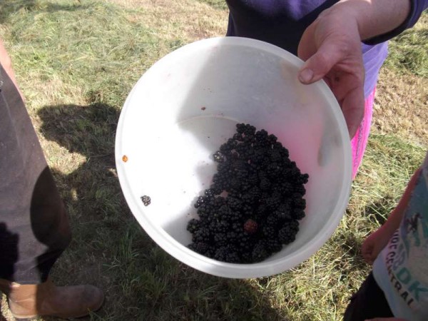 15Autumn Blackberry Treat at Dooneen 2013 -800