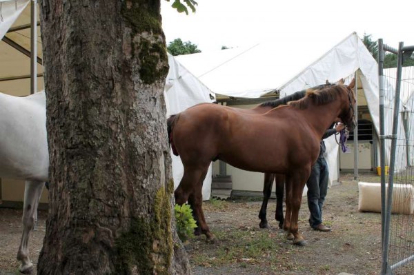 55Preparations for Millstreet Show August 2013 -800