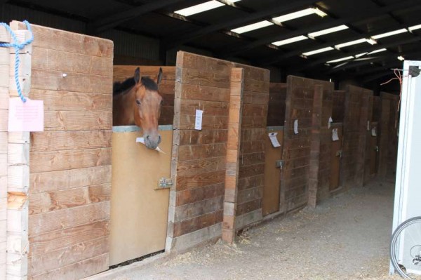 57Preparations for Millstreet Show August 2013 -800