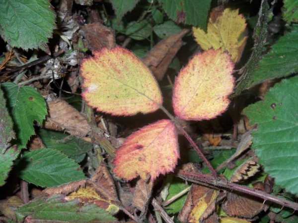 An Autumn Shamrock in Lackabawn, Millstreet!