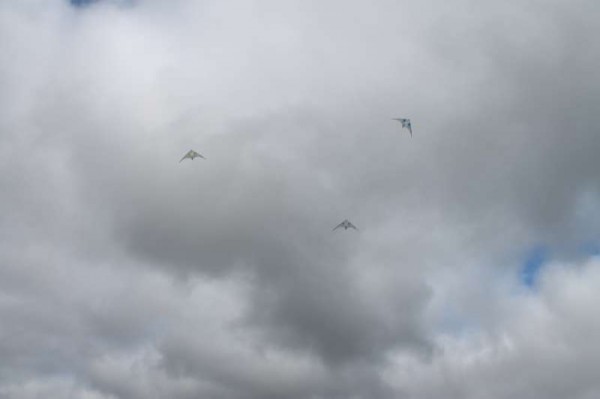 85Kite Fest at Millstreet Country Park 22nd Sept. 2013 -800