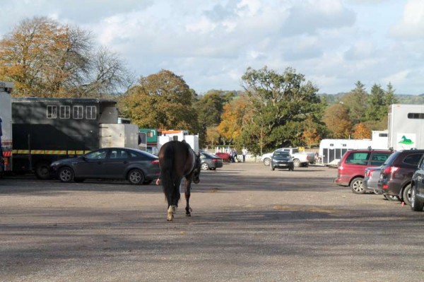 8Owners Pony & Young Riders Show 2013 -800