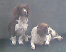 2013-12-30 Two Springer Spaniels lost since Christmas Eve in the Kilcorney area