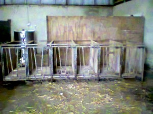 2014-01-17 Calf Pens for sale 13