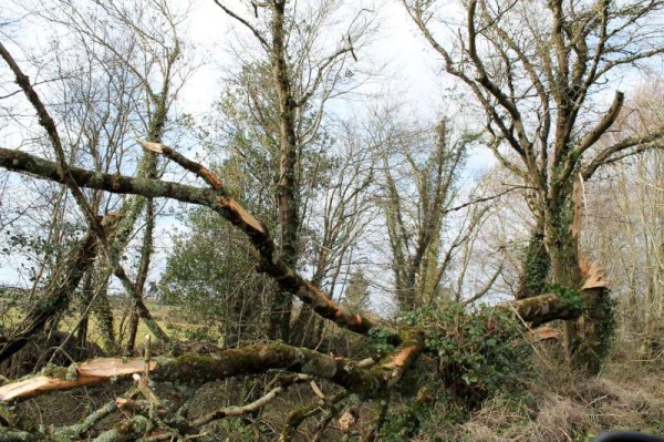 16Storm Darwin Aftermath in Millstreet 2014 -800