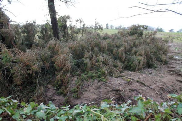 25Storm Darwin Aftermath in Millstreet 2014 -800