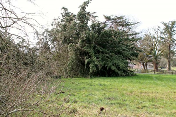 38Storm Darwin Aftermath in Millstreet 2014 -800