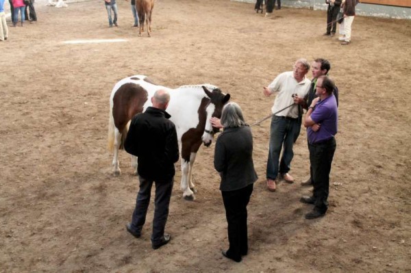 7Joe Roche's Horse Coomlogane Apache Wins at 2014 Show -800-800