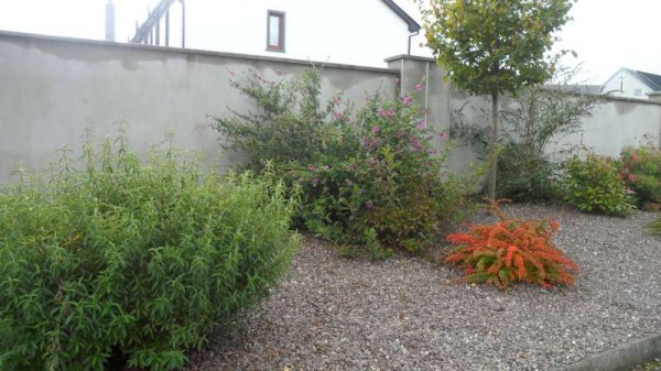 The cut down trees were replaced by trees and shrubs as pictured  above.