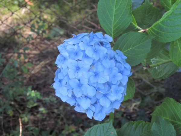 Flowers features in some of the many flowerbed throughout Millstreet Town Park.