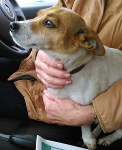 2014-10-17 Terrier found outside Centra West End