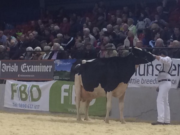 2014-10-18 Millstreet Dairy Show 01