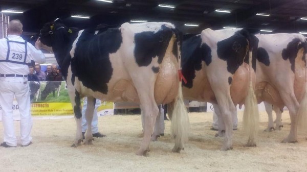 2014-10-18 Millstreet Dairy Show 03