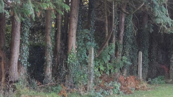 The above picture was taken before the southern line of conifers were cut down.