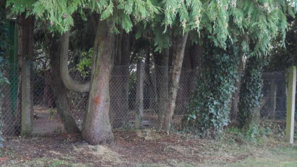 Trees cut down sheltering the car park were in similar condition to the ones pictured above.