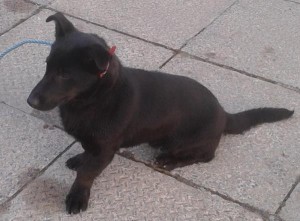 2014-12-29 Dog found on Drishane Road