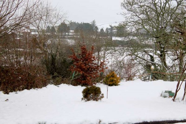 3Morning Snow in Millstreet 14 Jan. 2015 -800