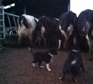 2015-03-03 Sheepdog Puppies for Sale 02