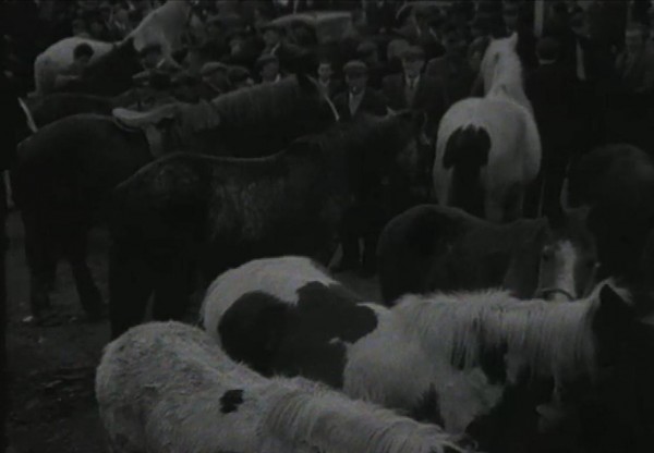 1965 March Horse Fair - an RTÉ Newsbeat report 12 Horses in the Square
