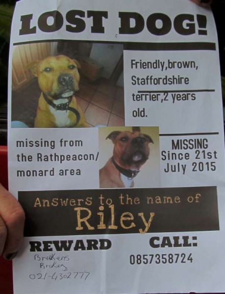 Any information on "Riley" who is missing from the Rathpeacon area would be very much appreciated by the lady I met at Minor Row, Millstreet today who had travelled to the Millstreet Parish area having been alerted that a sighting of the lost dog which is clearly a  much loved pet had been reported by a phone call.   All contact details appear on the Poster.   Click on the image to enlarge.  (S.R.)