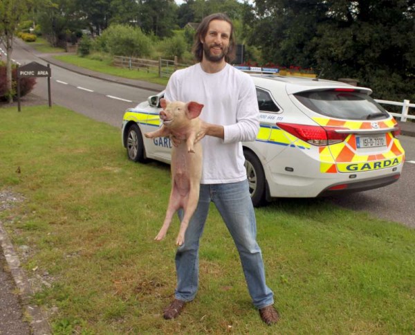 Breaking News from Fr. James McSweeney who writes "Well there is never a dull moment in Millstreet! There was a piglet on the loose at Priest's Cross at lunchtime today and was eventually caught further up on the Drishane Road. Traffic was held up, the Gardai were called and as of yet no one knows who owns the pig!"  Click on the images to enlarge.  (S.R.)