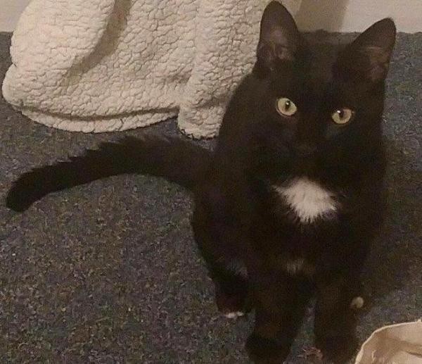 2016-03-22 Black Cat missing in Millstreet