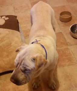 2016-06-27 Dog Found in Bolomore area