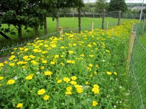 The Wild Flower Garden in the Town Park looking exquisite and so very colourful.