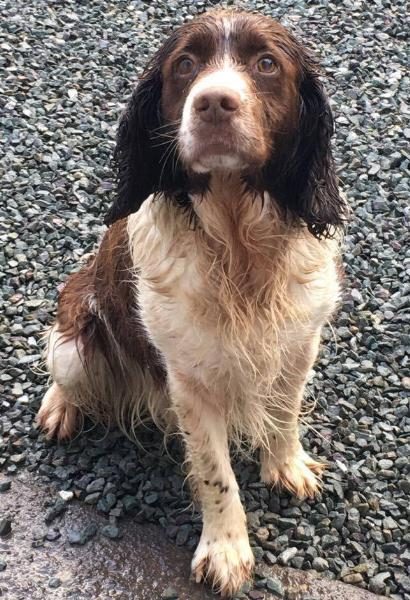 2016-08-21 Spaniel found in MIllstreet_rsz